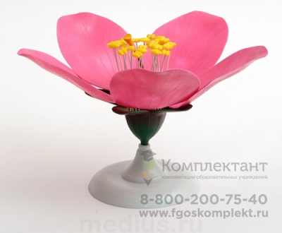 Модель цветка персика. фото 1
