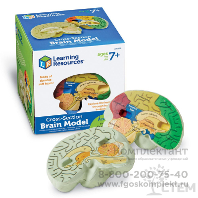 Модель мозга человека (анатомическая) фото 1